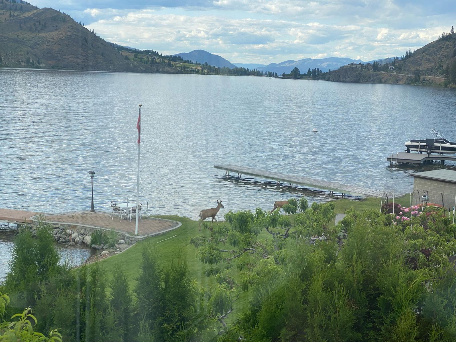 Where Nature Knocks Softly: Wildlife Encounters at Skaha Lakefront Inn